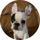 TootsToysStore Avatar